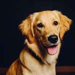 Ersteller:in Femke Profilbild