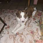 Suchmeldung-Cara-Bild