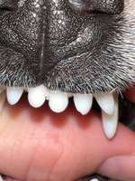 Zahn abgebrochen-Beitrag-Bild