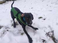 CaniCross. wer hat Erfahrung-Beitrag-Bild