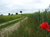 Hundeauslaufgebiet-Feldweg am Flugplatz-Bild