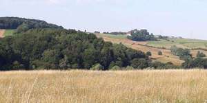 Hundeauslaufgebiet-Feldweg am Flugplatz-Bild