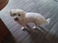 Frei laufen-Beitrag-Bild