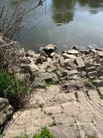 Hundeauslaufgebiet-Neckarwiese Mannheim-Bild