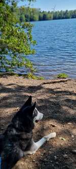 Hundeauslaufgebiet-Rundweg Köttinger See-Bild