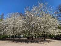 Hundeauslaufgebiet-Walter-Möller-Park-Bild