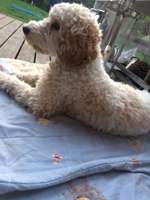 Cockerpoo (Englischer Cockerspaniel +Pudel)-Beitrag-Bild