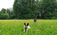 Hundeauslaufgebiet-Sportanlage-Süd-Bild