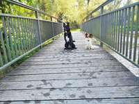 Hundeauslaufgebiet-Paar Ottmaring-Bild