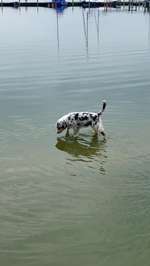 Hundeauslaufgebiet-Schodden Hof-Bild