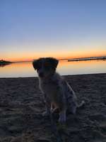 Hundeauslaufgebiet-Schodden Hof-Bild