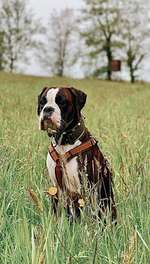 Suchmeldung-Oruna (Rufname: Runa)-Bild