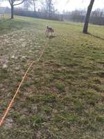 schleppleine tipps-Beitrag-Bild