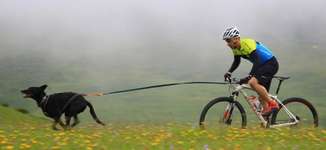 Bikejöring-Beitrag-Bild