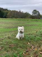 Hundeauslaufgebiet-Duloh-Bild