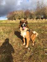 Hundeauslaufgebiet-Ruppacher Runde-Bild