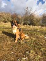 Hundeauslaufgebiet-Ruppacher Runde-Bild