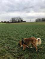 Hundeauslaufgebiet-Ruppacher Runde-Bild