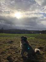 Hundeauslaufgebiet-Ruppacher Runde-Bild