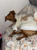 Suchmeldung-Kiki-Bild