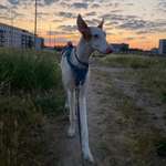 Ersteller:in Lotte Profilbild