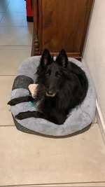 Suchmeldung-Honey-Bild