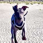 Thema alleine bleiben (üben und lernen)...-Beitrag-Bild