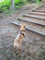 Hundeauslaufgebiet-Hölterwald-Bild