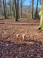 Hundeauslaufgebiet-Speldorfer Wald-Bild