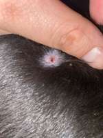 Verkrustet Blutige Stelle-Beitrag-Bild