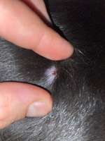 Verkrustet Blutige Stelle-Beitrag-Bild