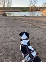 Hundeauslaufgebiet-Saulheimer Bach-Bild