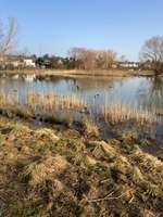 Hundeauslaufgebiet-Saulheimer Bach-Bild