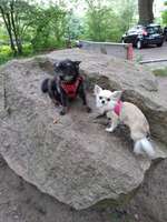 Hundeauslaufgebiet-Hummelsee-Bild