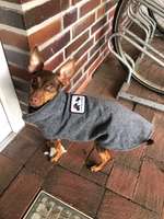 Bedeutung "Zittern" bei sehr kl. Hunderassen (Chihuahua/PragerRattler/Zwergpinscher/Ital.Windspiel)?-Beitrag-Bild