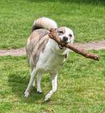 Hundeauslaufgebiet-Niendorfer Gehege-Bild