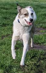 Hundeauslaufgebiet-Burgunderweg-Bild