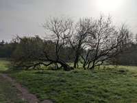 Hundeauslaufgebiet-Burgunderweg-Bild