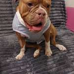 Wundpflege nach Kastration-Beitrag-Bild