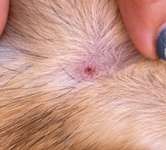 Zecke nicht komplett entfernt-Beitrag-Bild