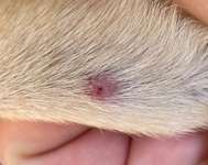 Zecke nicht komplett entfernt-Beitrag-Bild