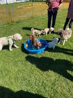Hundeauslaufgebiet-Hero4Paws
Hundeschule Katja Heldt-Bild