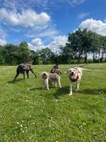 Hundeauslaufgebiet-Hero4Paws
Hundeschule Katja Heldt-Bild