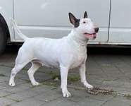 Standard Bullterrier-Beitrag-Bild