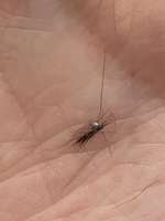 Kleine dunkle Viecher am Ohrrand-Beitrag-Bild