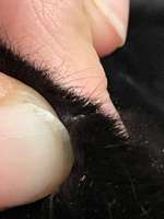 Kleine dunkle Viecher am Ohrrand-Beitrag-Bild