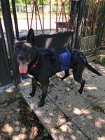 Hat oder hatte jemand einen ähnlichen Hund?-Beitrag-Bild