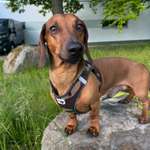 Suchmeldung-Rambo-Bild