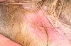 Allergie ? Scheuerstelle?-Beitrag-Bild