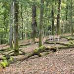 Hundeauslaufgebiet-Tiergarten - Wanderparkplatz-Bild